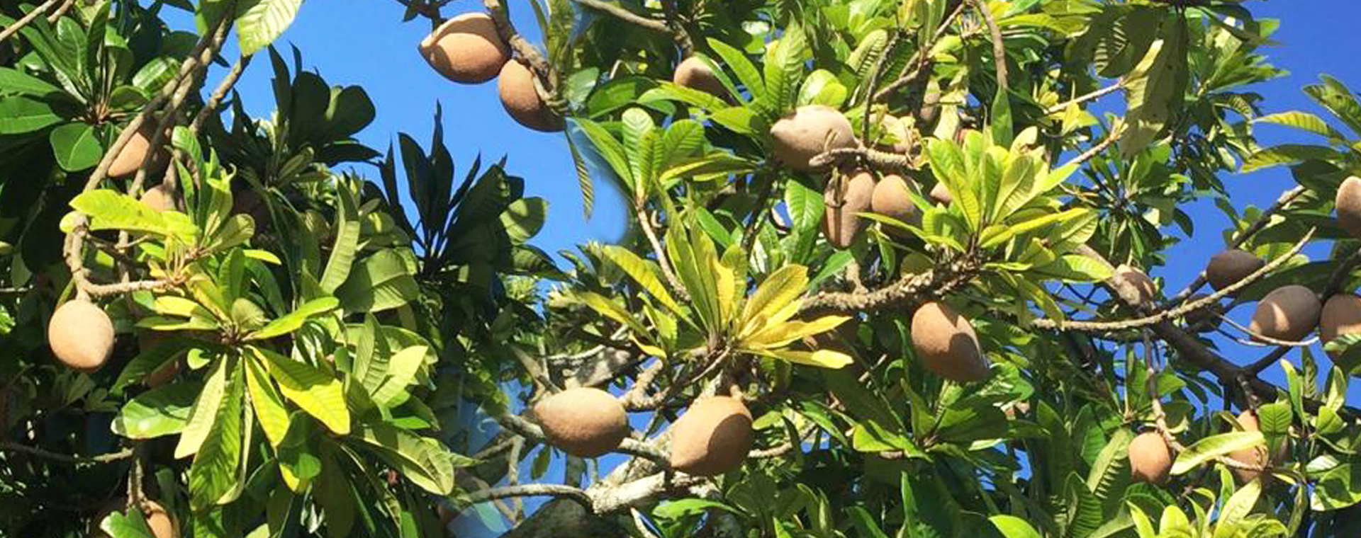 Agriculture - PG And Associates HUGO PERERA, Founder